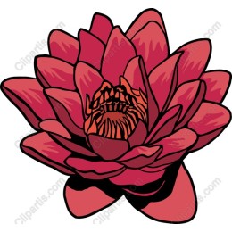 Elegant Red Lotus Flower
