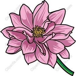 Pink Lotus Flower