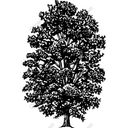 Majestic Black Tree