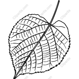 Detailed Leaf