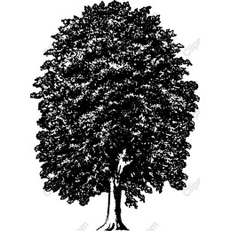 Vintage Tree