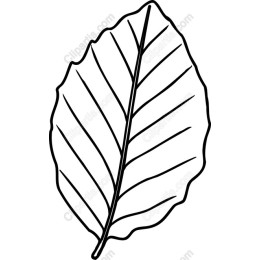 Elegant Leaf