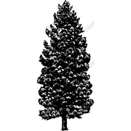 Majestic Black-and-White Tree