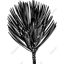 Pine Needle Cluster