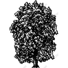Majestic Tree