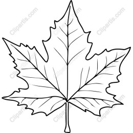 Elegant Maple Leaf Outline