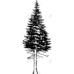 Majestic Conifer Tree