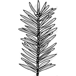 Pine Needle Branch