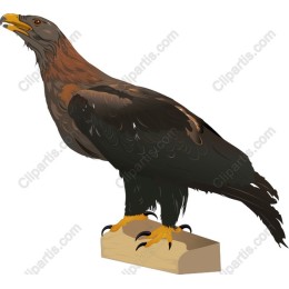 Golden Eagle