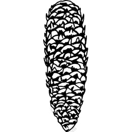 Pine Cone and
