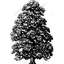 Majestic Tree