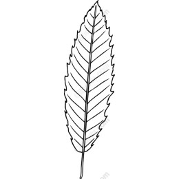 Elegant Leaf
