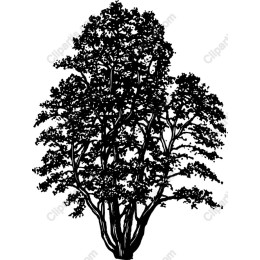 Majestic Tree