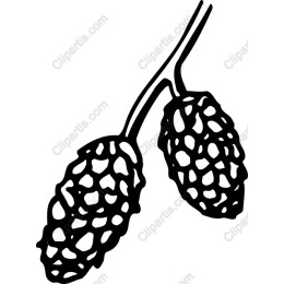 Pine Cone - Nature