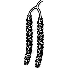 Elegant Pepper Berries