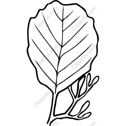 Delicate Hand-Drawn Leaf