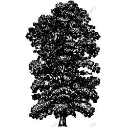 Majestic Tree