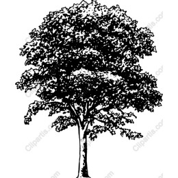 Classic Black and White Tree