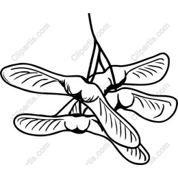Maple Seeds
