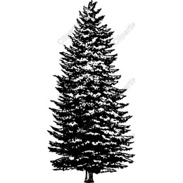 Evergreen Tree