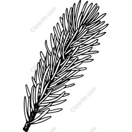 Pine Needle