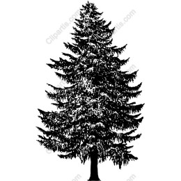 Majestic Evergreen Tree