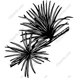 Abstract Pine Branch