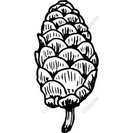 Pine Cone