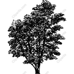 Majestic Tree