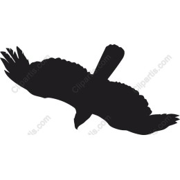 Soaring Eagle