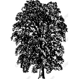 Majestic Leafy Tree