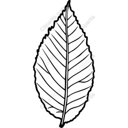 Elegant Leaf