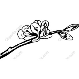 Elegant Blossom Branch
