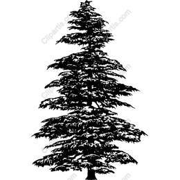 Majestic Coniferous Tree