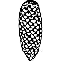 Pine Cone - Black & White