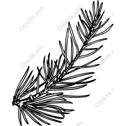 Pine Needle