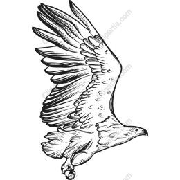 Majestic Soaring Eagle