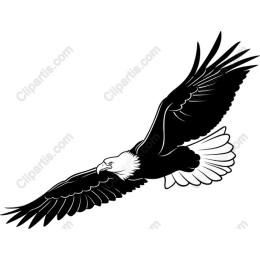 Eagle Soaring
