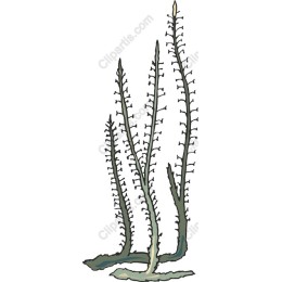 Elongated Botanical Plant