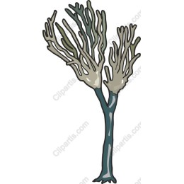 Coral Branch