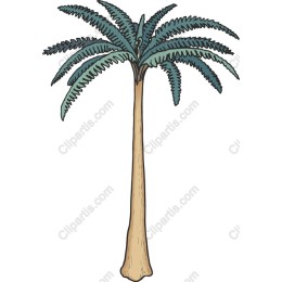 Tropical Palm Tree