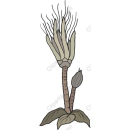 Whimsical Plant