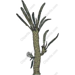 Unique Cactus