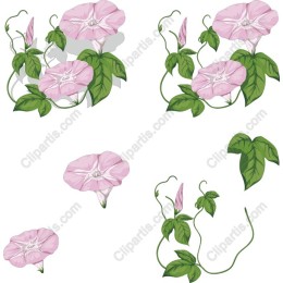 Pink Morning Glory