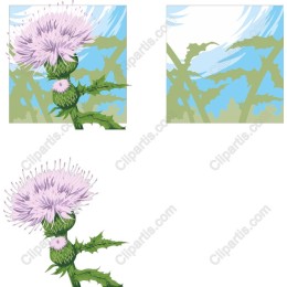 Elegant Thistle