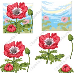Vibrant Red Anemone Flower Collection
