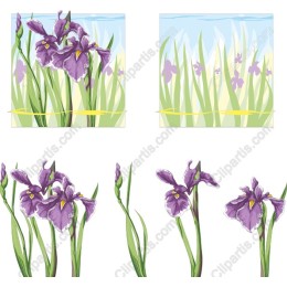 Elegant Iris Collection