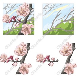 Cherry Blossom Elegance