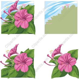 Hibiscus Delight