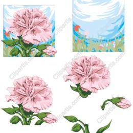 Elegant Pink Carnation